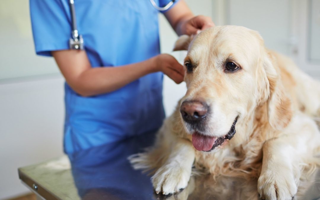 2021 Year-End Checklist for Veterinary Hospitals