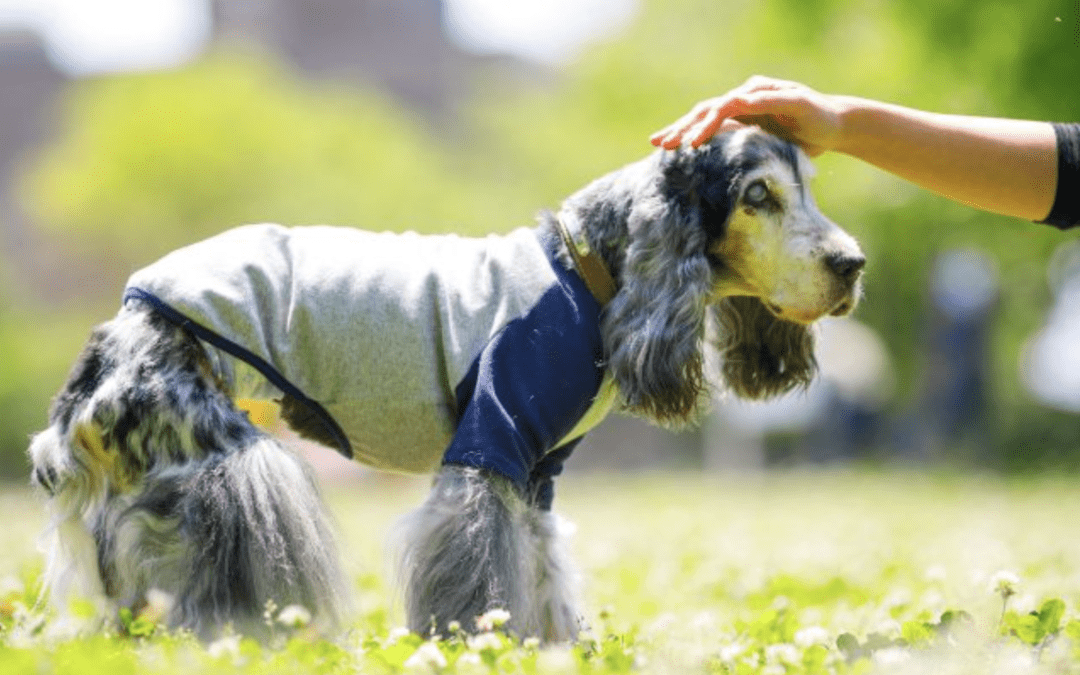 Common Types of Behavior in Older Dogs