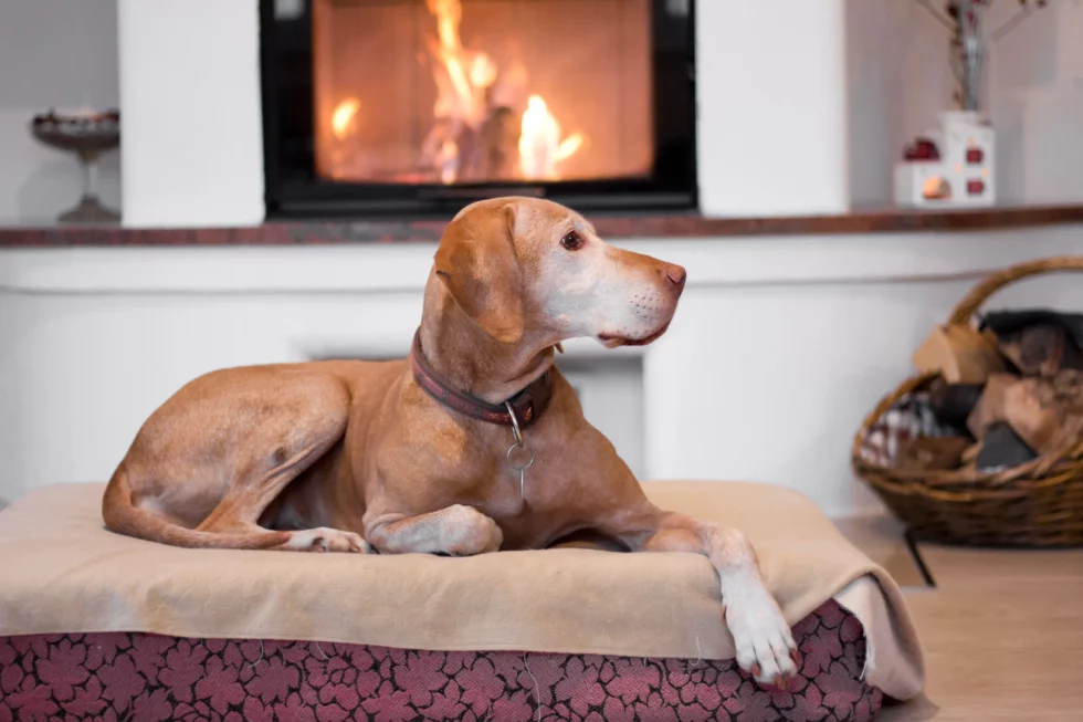 older dog lounging in front of a cozy fireplace