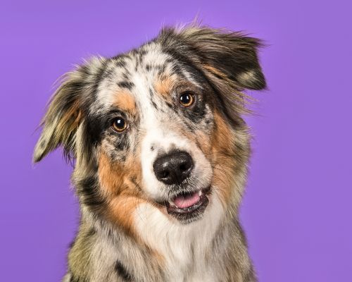 aussie shepherd dog in front of purple background