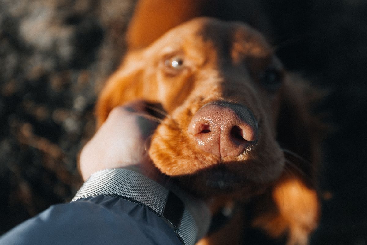 closeup of brown dog looking up at owner while being pet