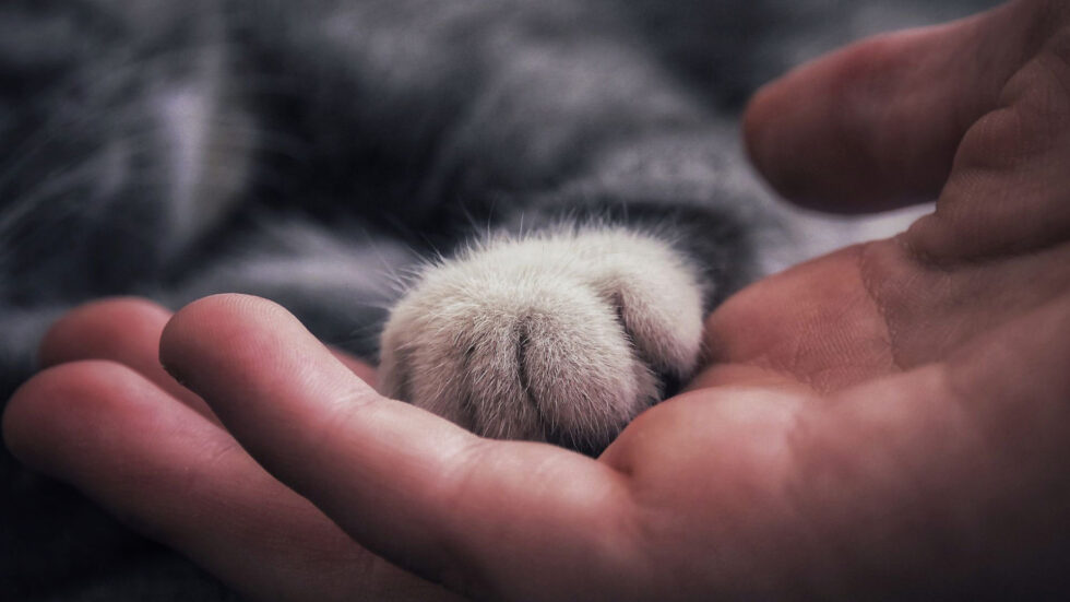 closeup of cat paw being tenderly held by a person's hand