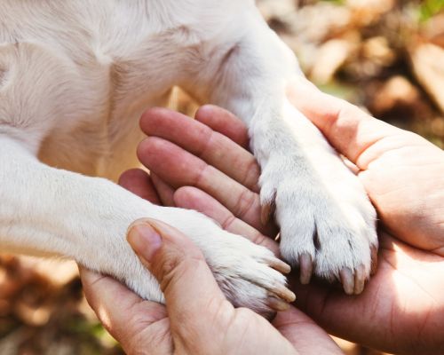 closeup of dog's paws being held by human hands