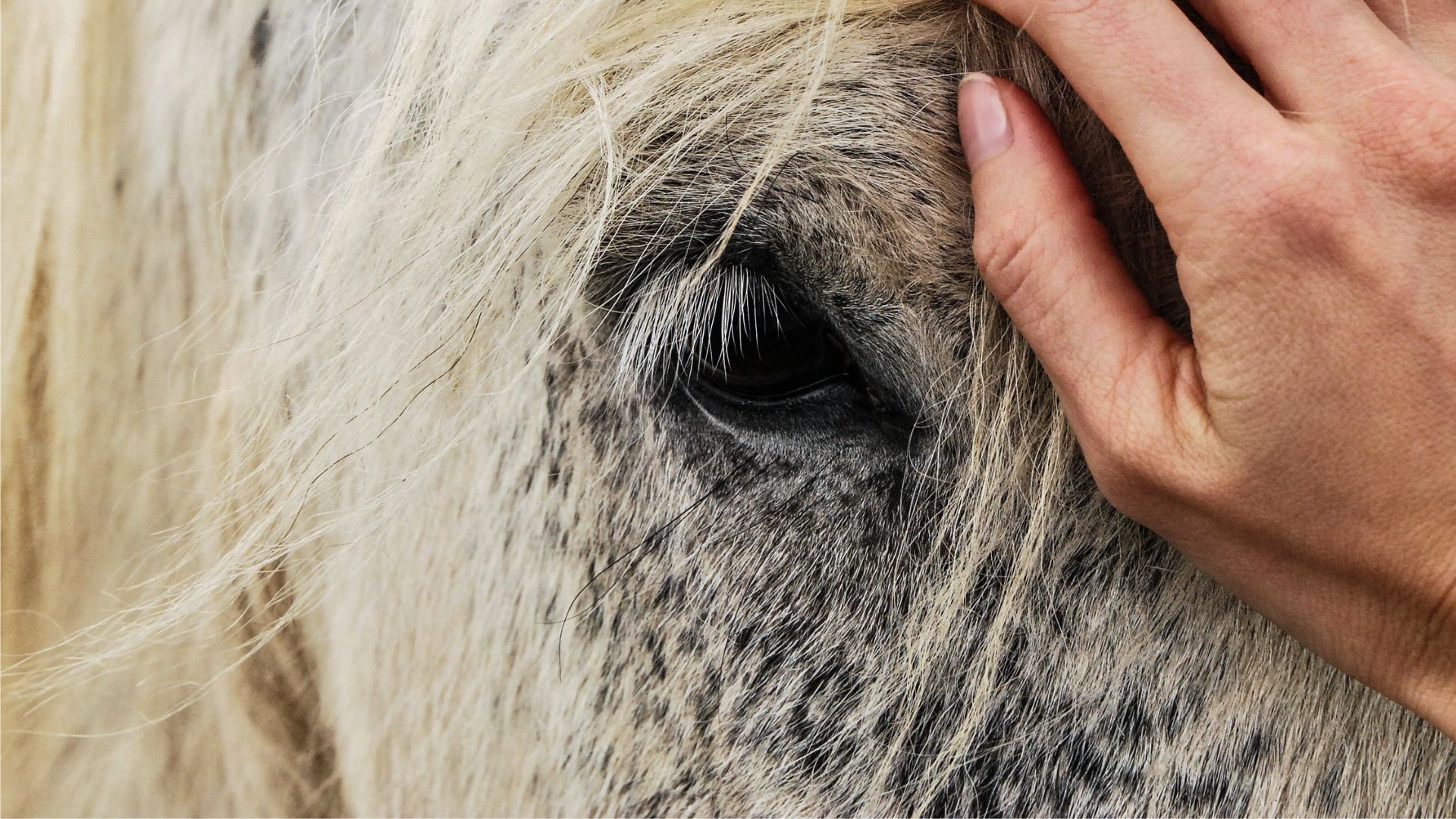 closeup of sleepy horse's eye while he is being pet