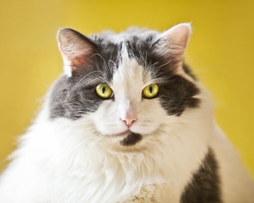 fluffy gray and white cat in front of yellow background