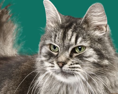 gray fluffy cat in front of green background