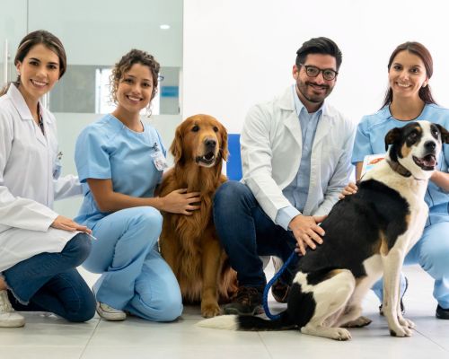 group of veterinary professionals posing with two dogs