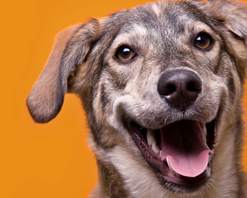 happy dog in front of orange background