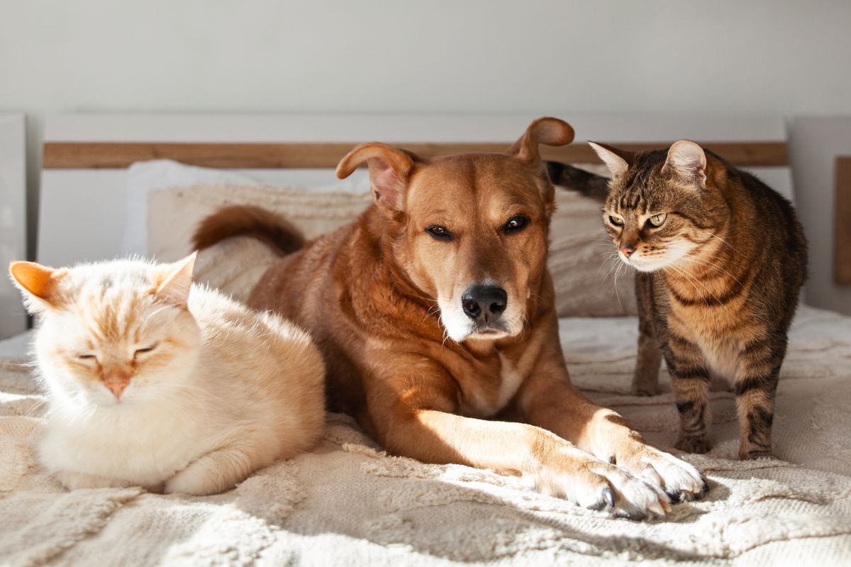 senior dog lying next to a couple of cats