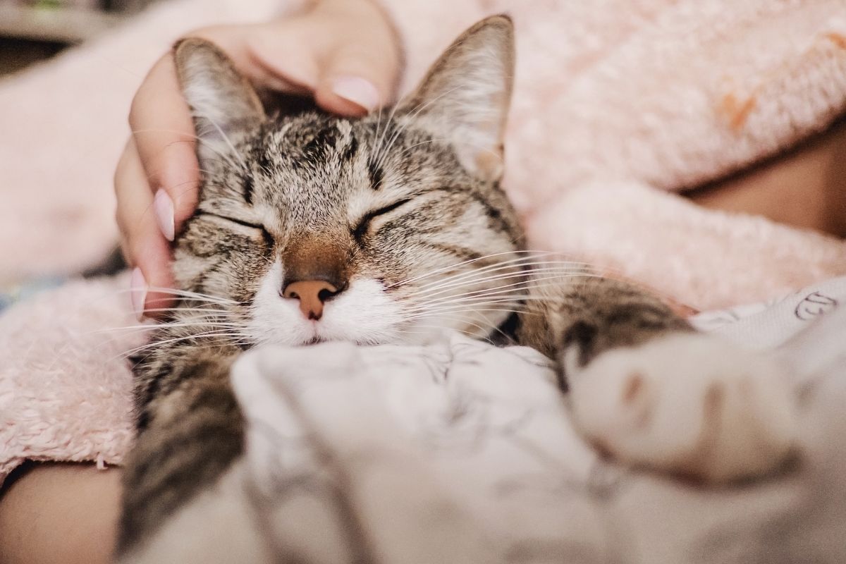 Up-close-cat-held-in-arms