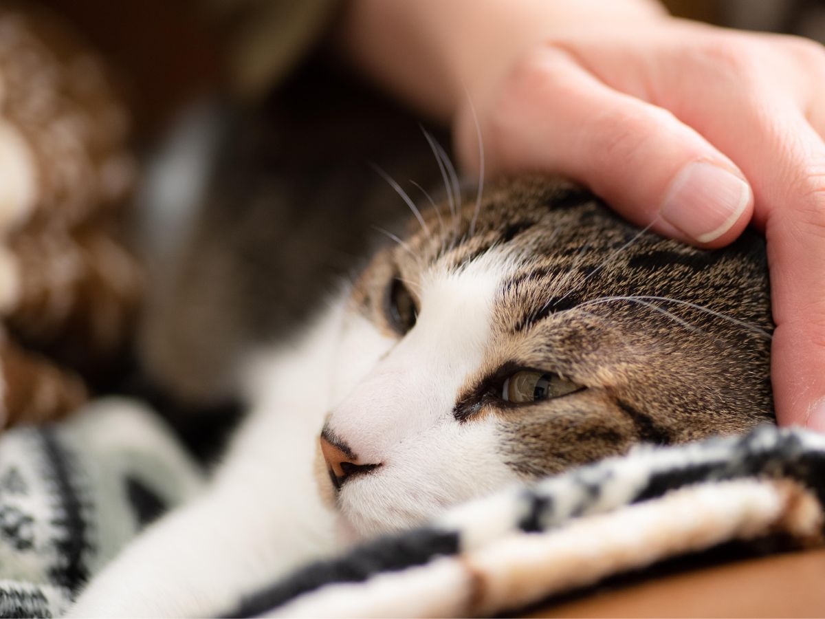 closeup of sleepy cat being gently pet on the head