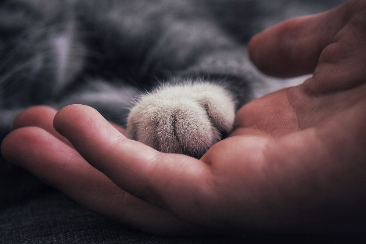 closeup of cat paw being held by human hand