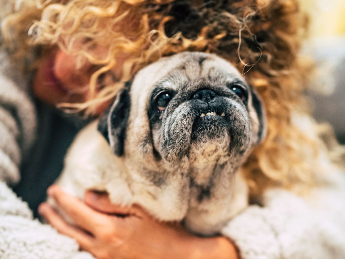 elderly pug being tenderly hugged by woman