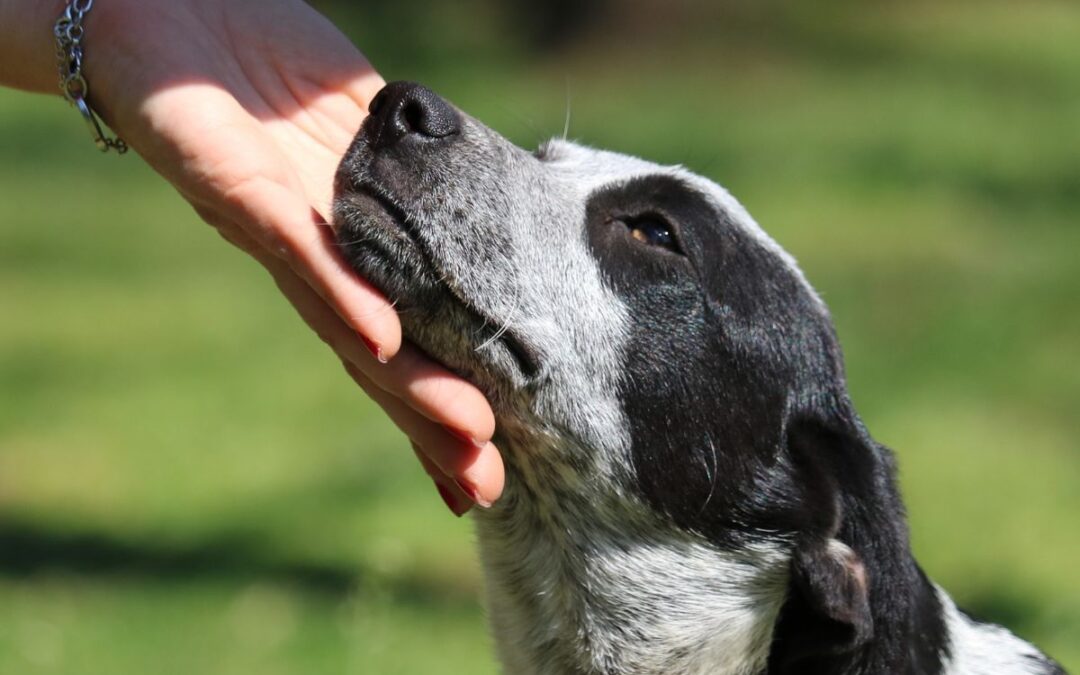 closeup of a hand holding up a black and white dog's chin