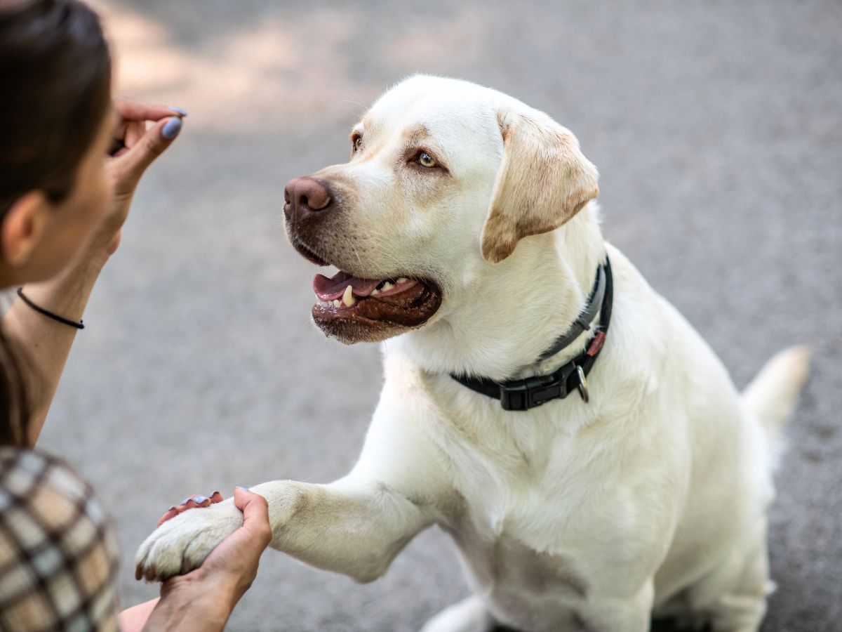 happy elderly labrador shaking a woman's hand