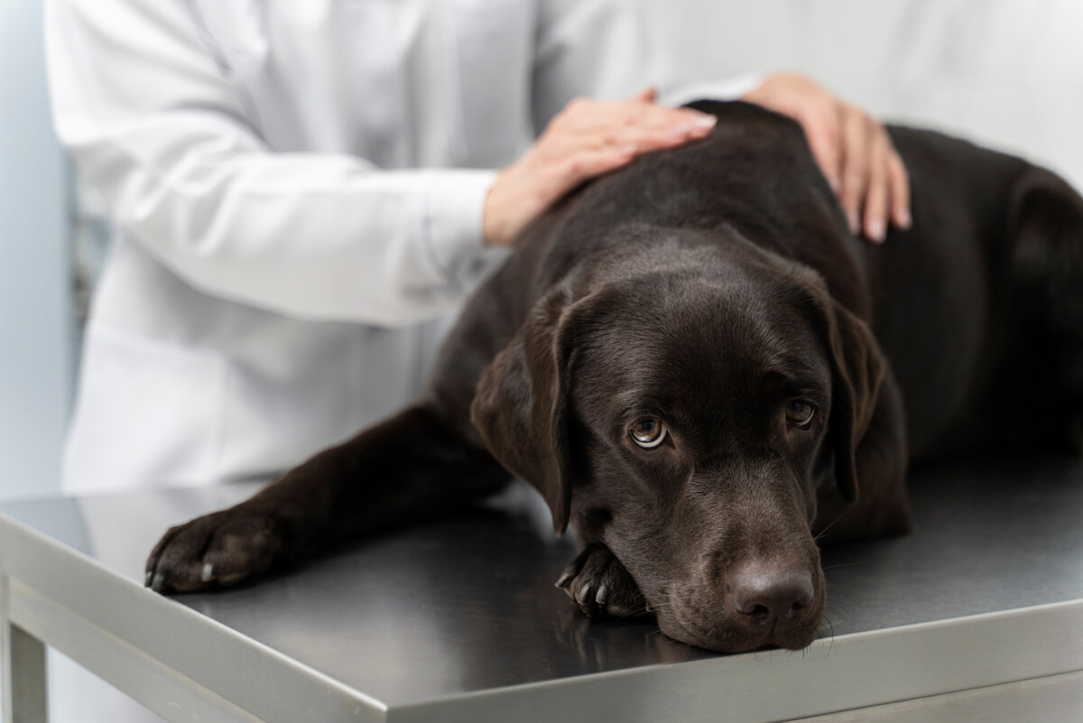 Nurturing Their Journey: When to Consider Hospice/end-of-life care for Your Pet