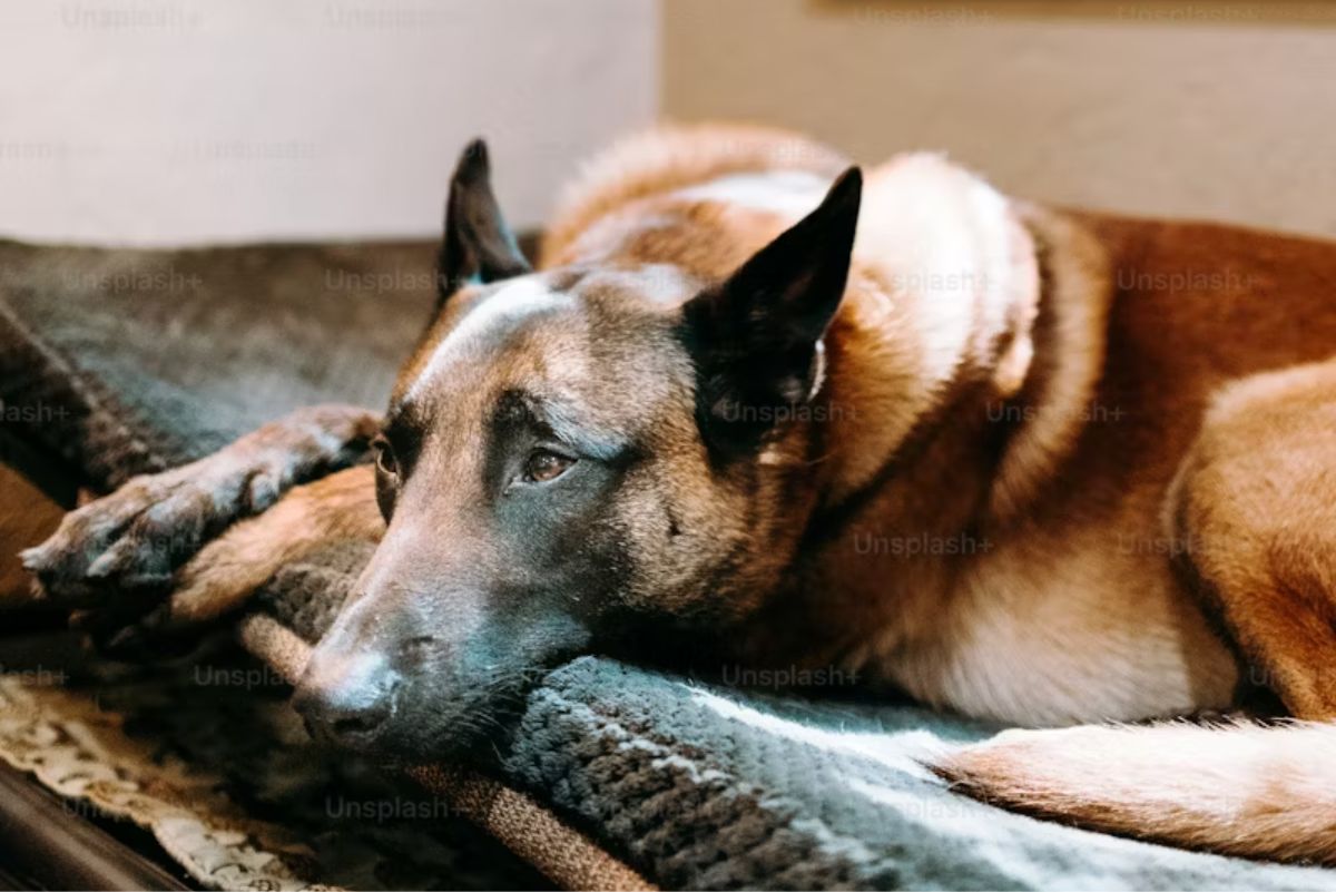 Caring for Senior Pets: How Hospice and Palliative Care Improve Quality of Life