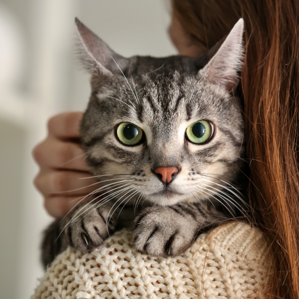 Cute Cat with Owner at Home Cute Cat with Owner at Home