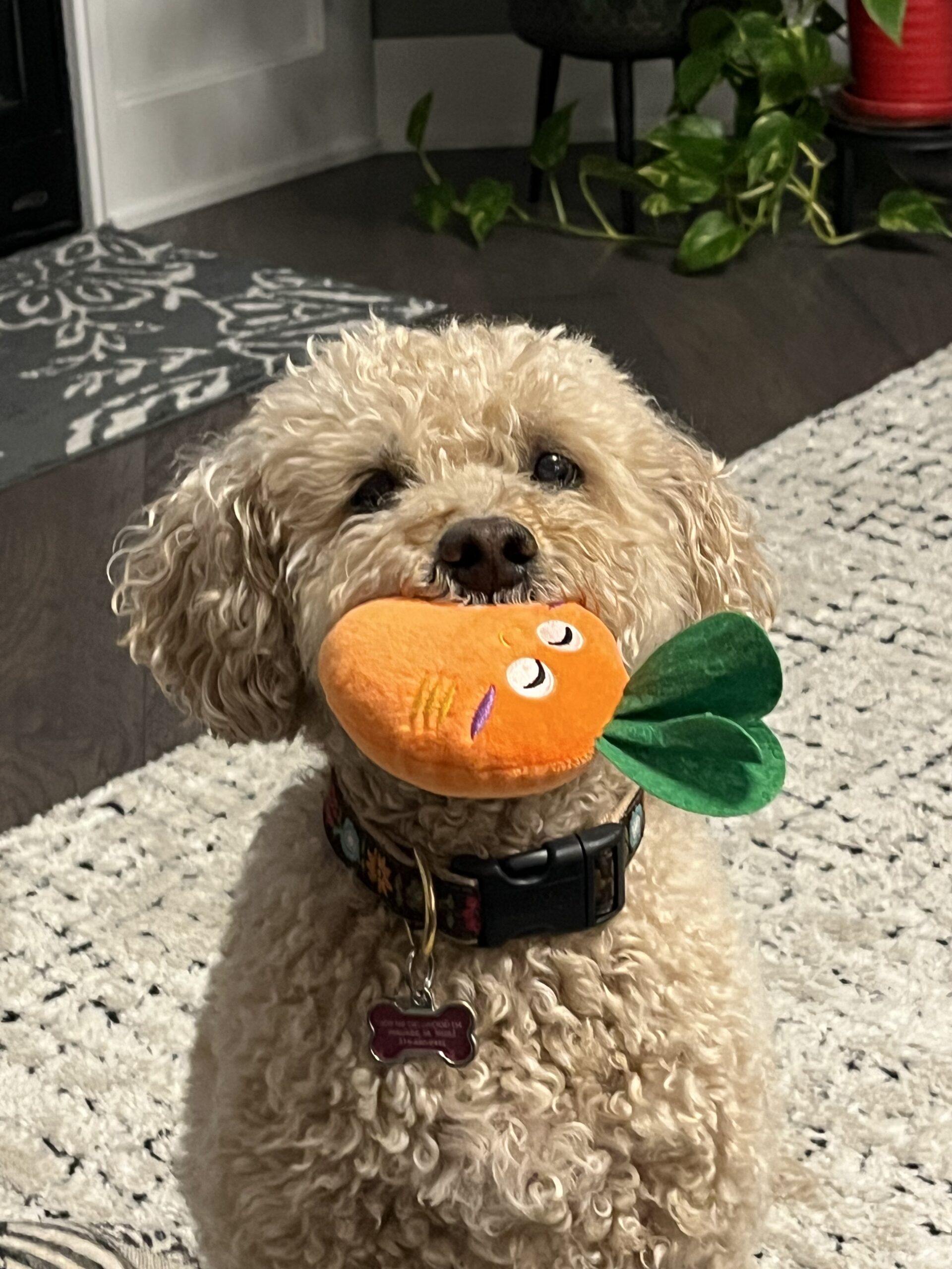 Lucy-img Lucy