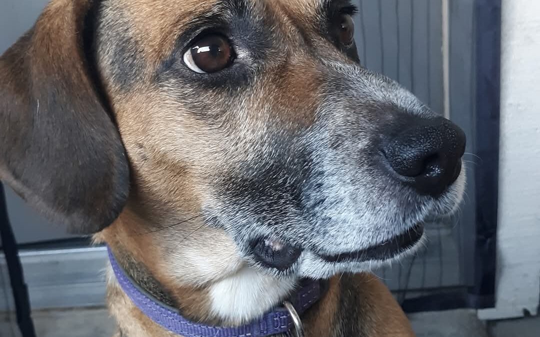 Lulu