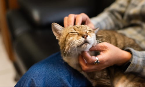 Honoring Animal Hospice Awareness Month: Supporting Pets, Families, and the Veterinarians Who Care for Them