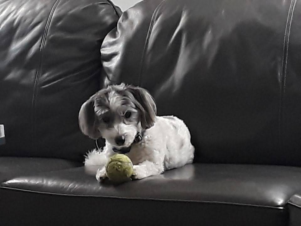 Clyde