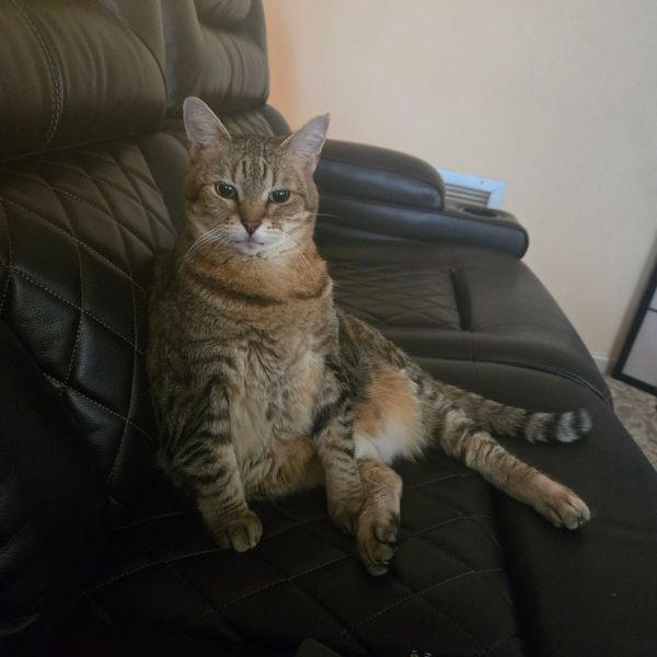 Gigi