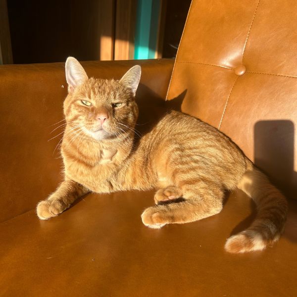 Sunshine