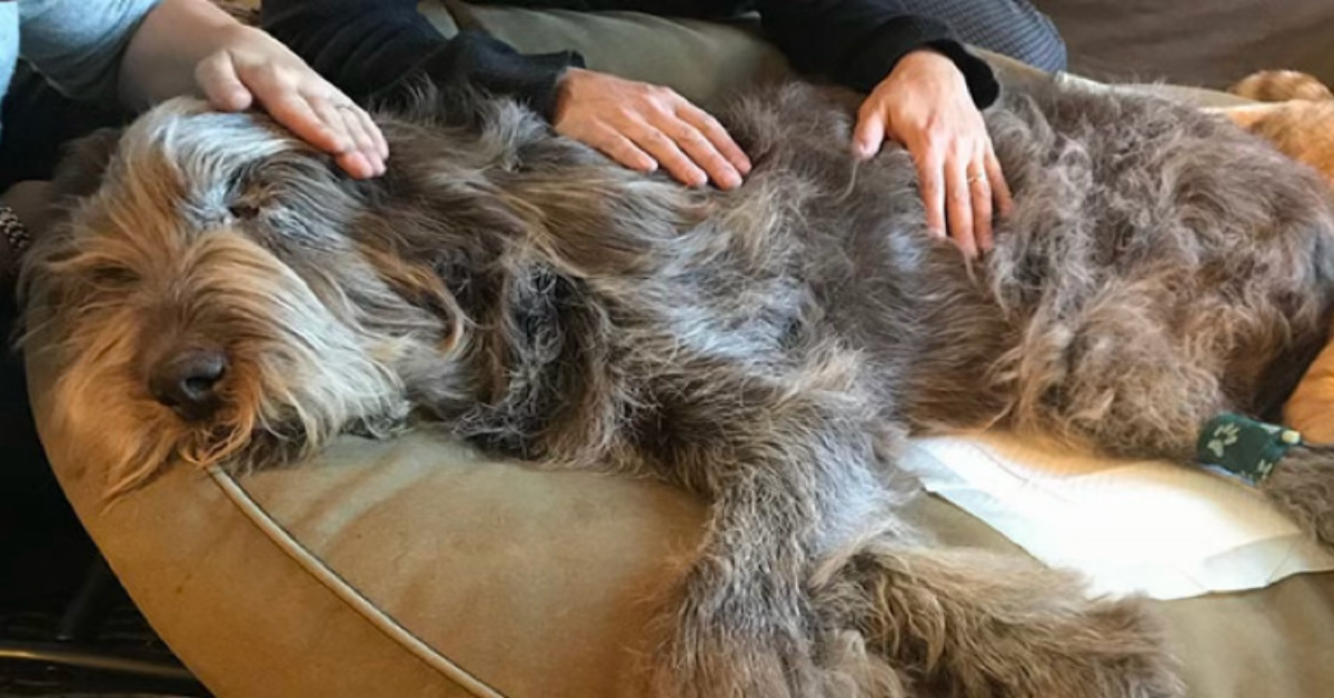 Euthanasia Veterinarian — Why Would Anyone Want This Job?