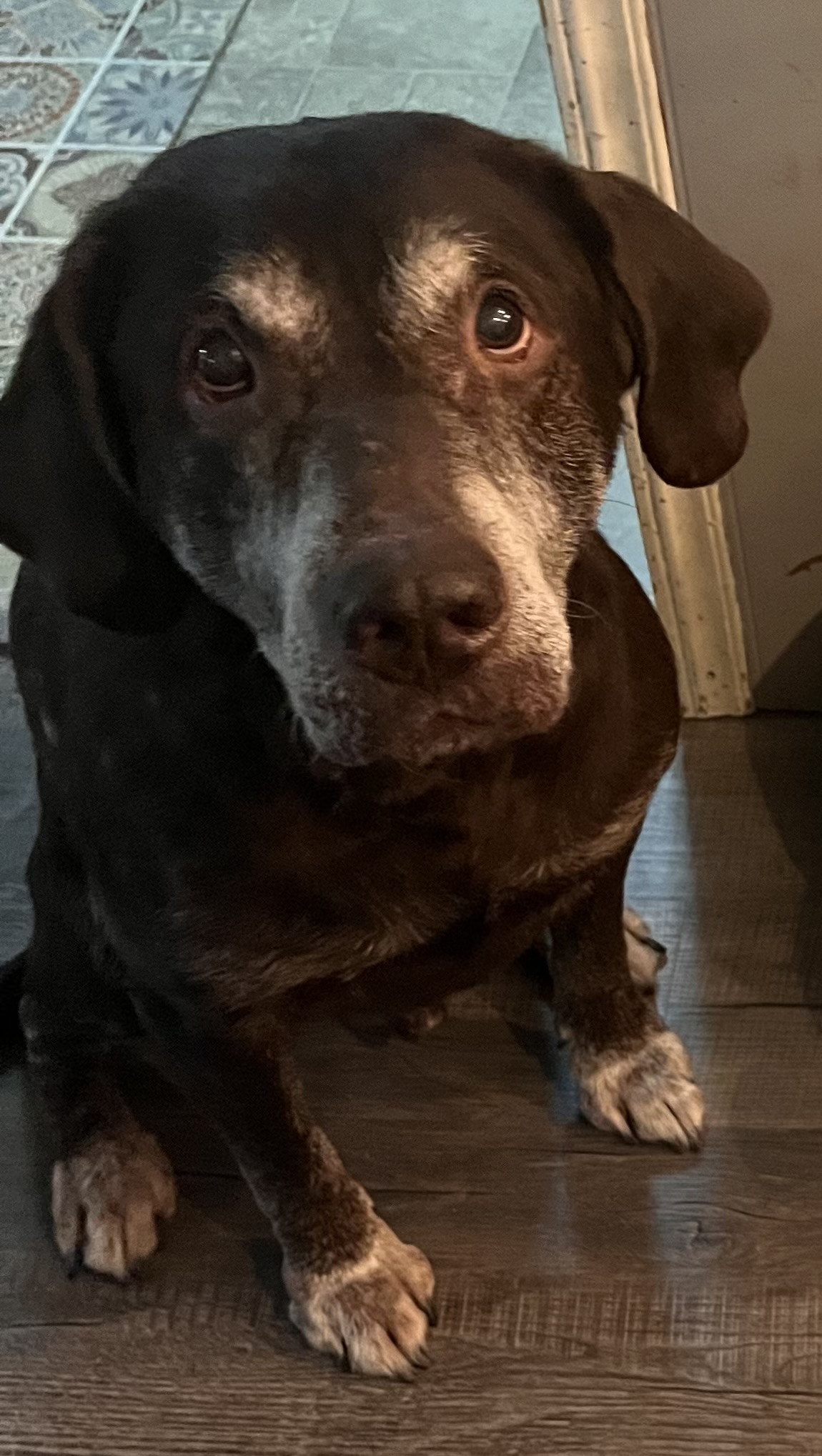 Otto