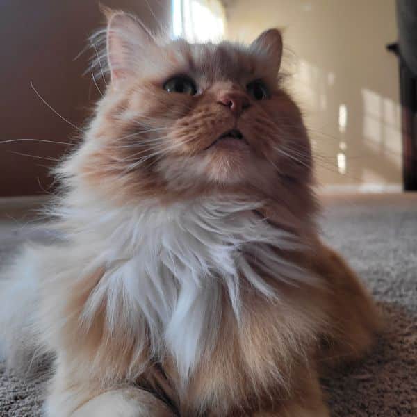 a cat sitting on a rug