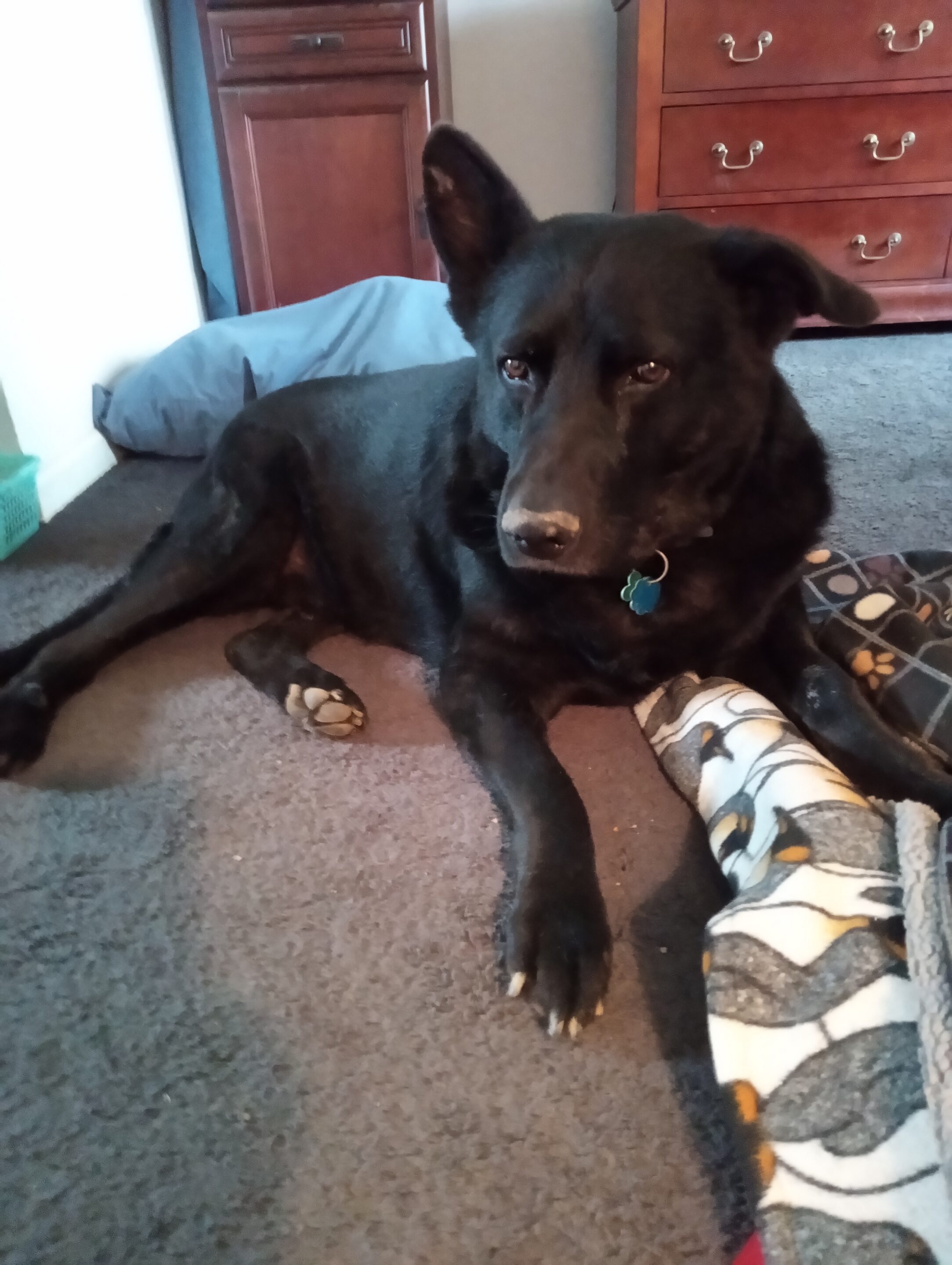 Brutus