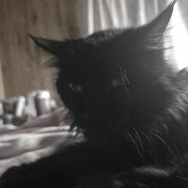 A black cat indoors