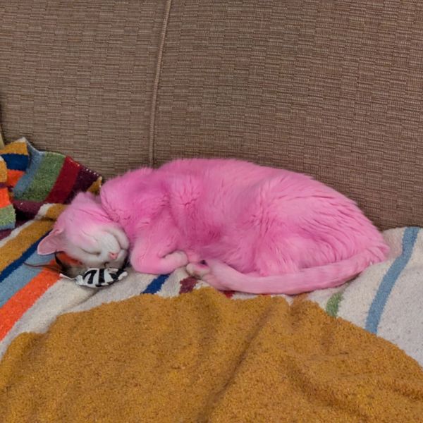 Pinky