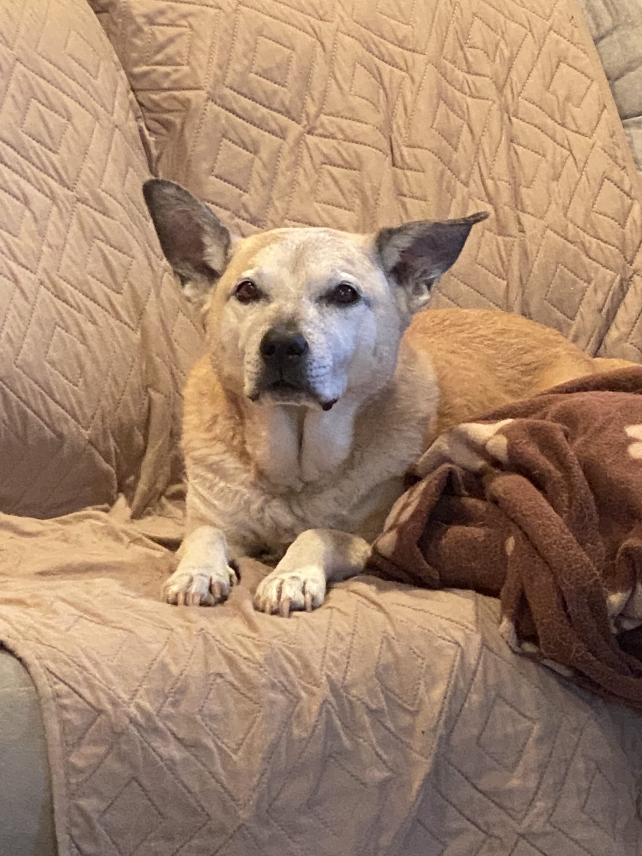Stella