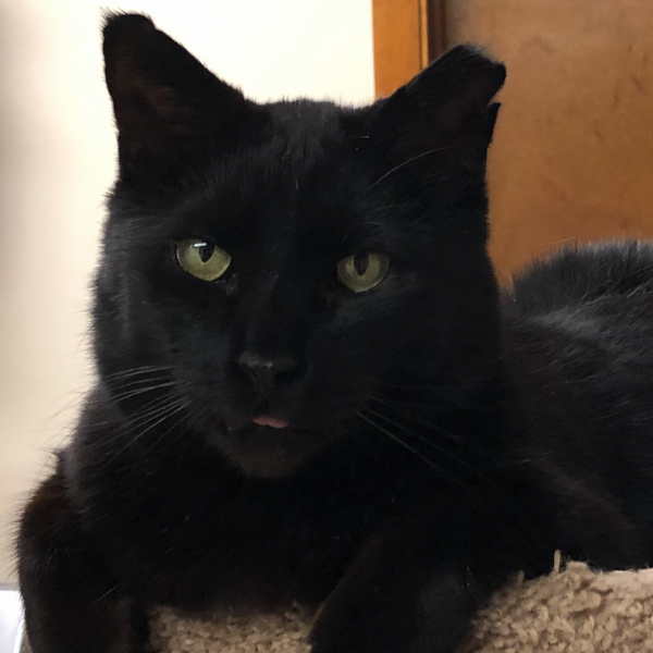 Panther