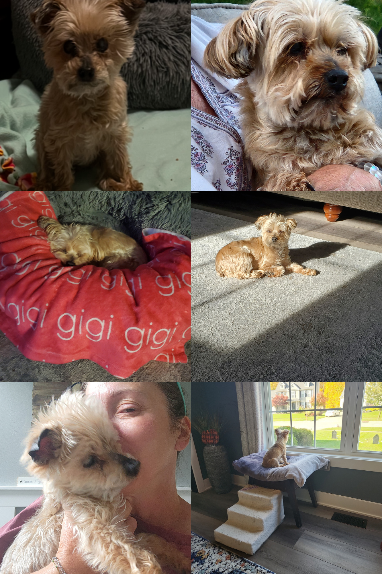 GiGi