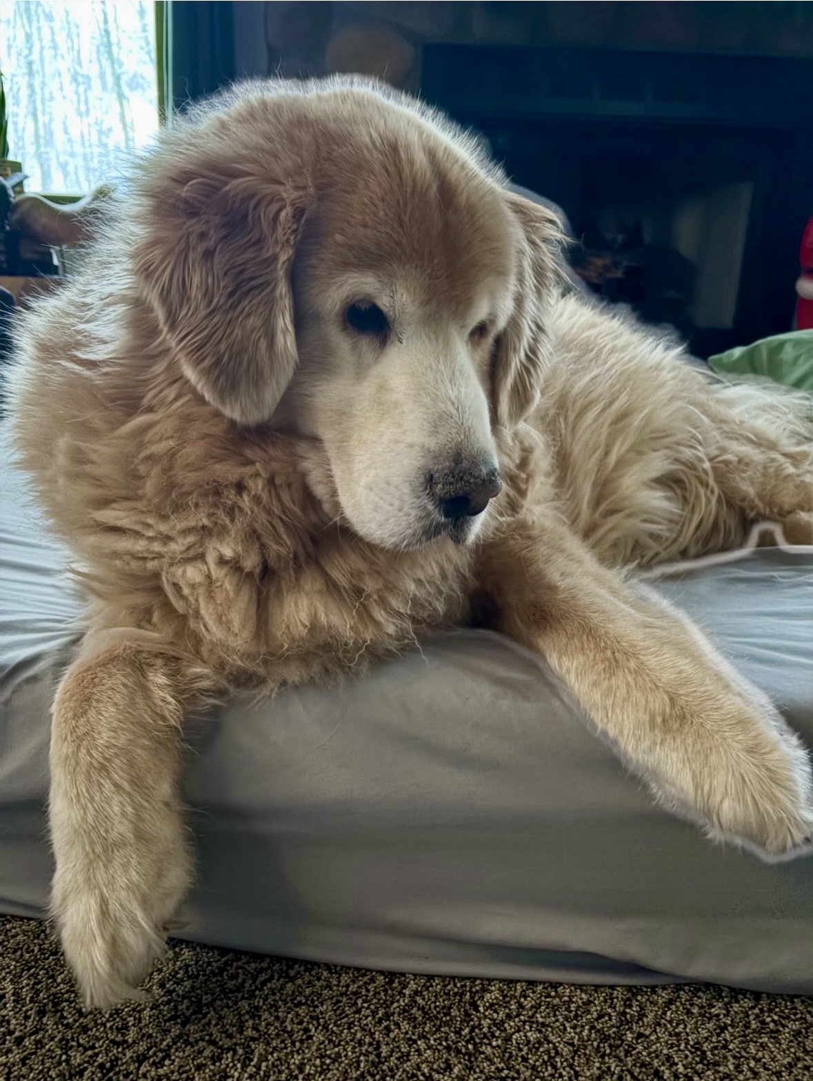 Brody