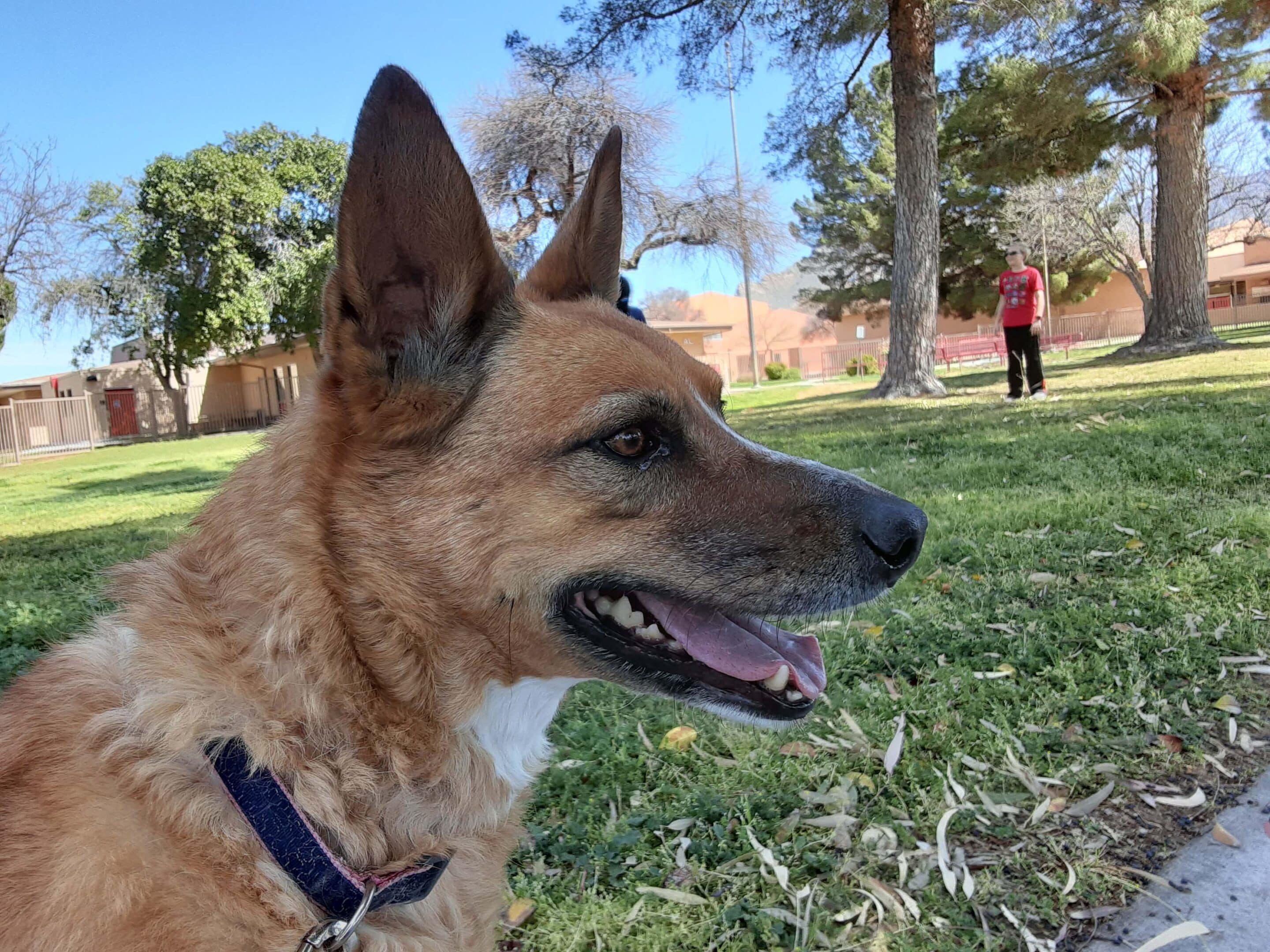 Roo