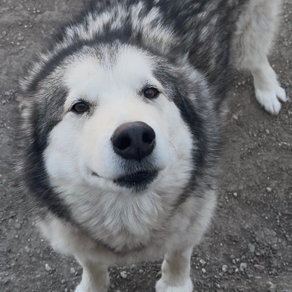 Odin